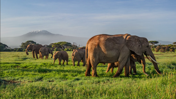 ck-victory-travel-afrika