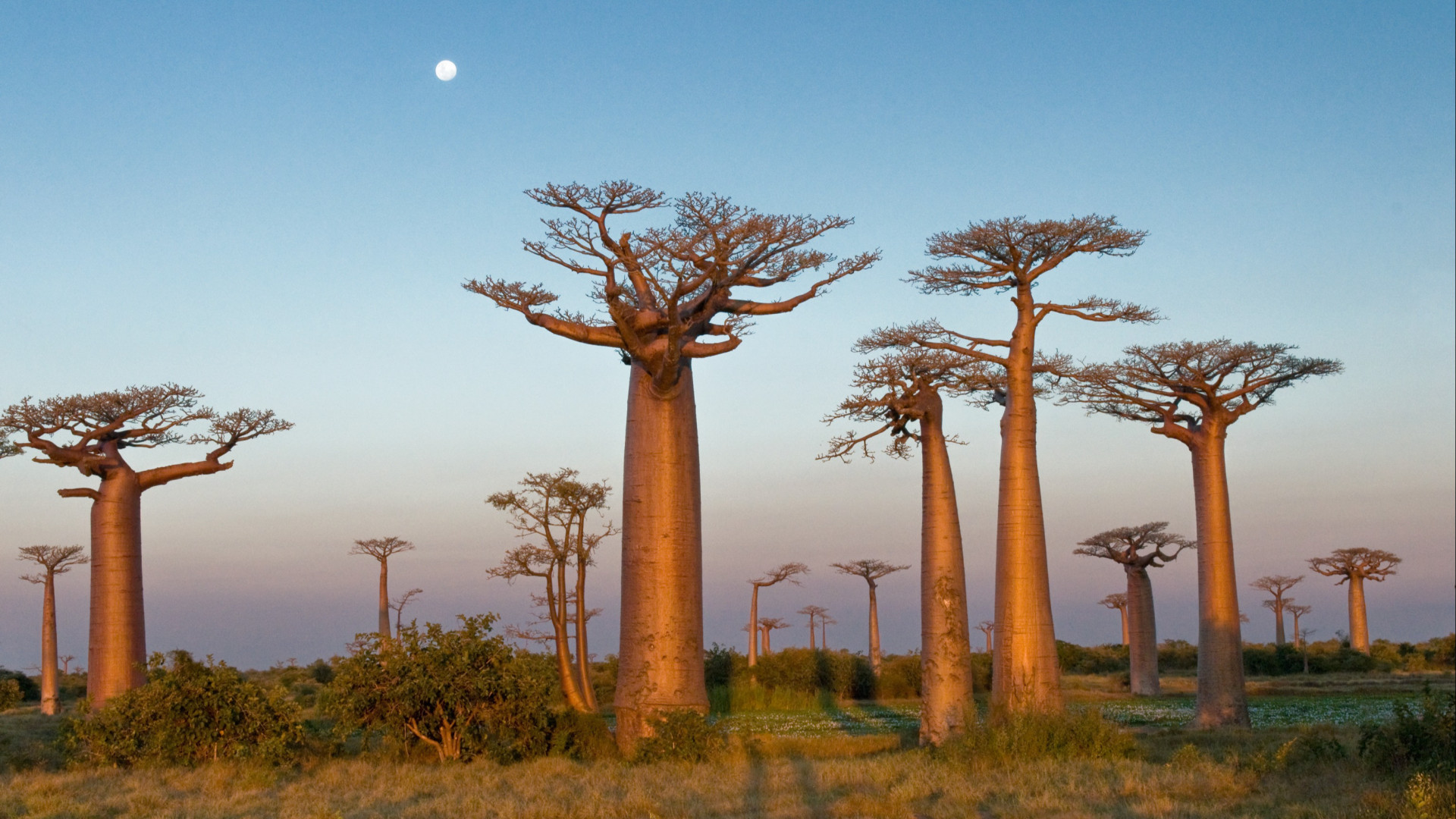 CK Victory Travel - Madagaskar