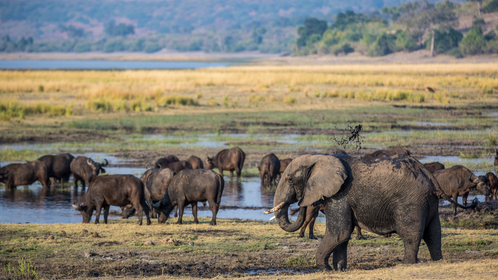 CK Victory Travel - Botswana