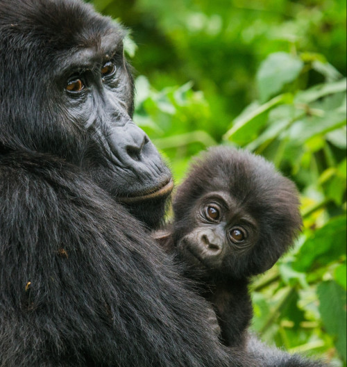 uganda-po-stopach-gorily-horskej-rudolf-baniciar-audioblog-ck-victory-travel