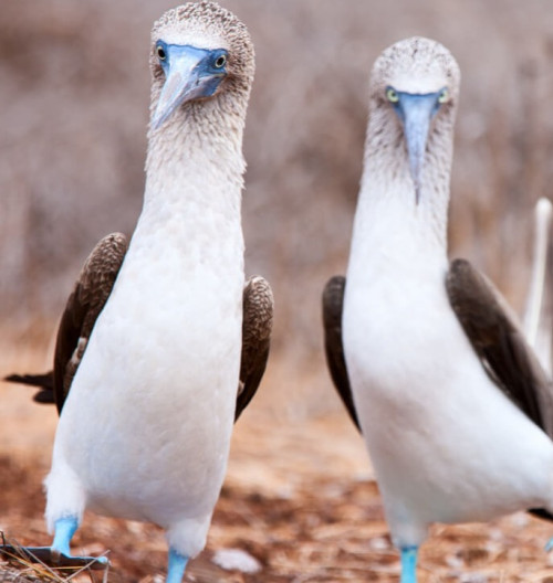 ekvador-galapagy-peter-koutny-audioblog-ck-victory-travel