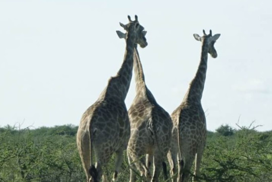 na-ceste-fm-safari-audioblog-ck-victory-travel