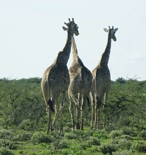 na-ceste-fm-safari-audioblog-ck-victory-travel