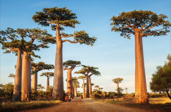 Zájazd CK Victory Travel - MADAGASKAR – ESENCIA VEĽKÉHO OSTROVA