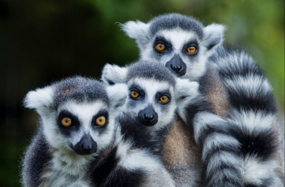 Zájazd CK Victory Travel - MADAGASKAR - PLÁŽE A POZNANIE