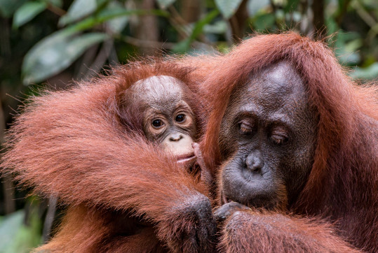 indonezia-sumatra-juraj-uvira-audioblog-ck-victory-travel