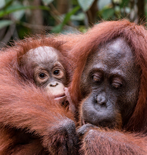 indonezia-sumatra-juraj-uvira-audioblog-ck-victory-travel