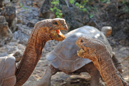 rozmanite-galapagy-peter-koutny-audioblog-ck-victory-travel
