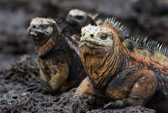 endemity-galapag-peter-koutny-audioblog-ck-victory-travel