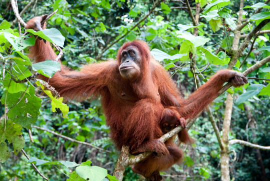 indonezia-kalimantan-zuzana-knezlova-audioblog-ck-victory-travel