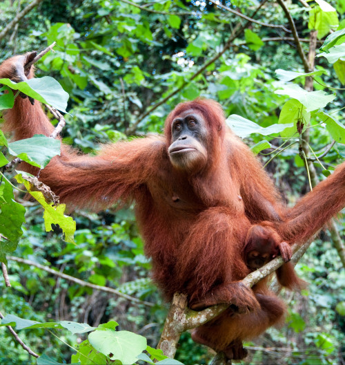 indonezia-kalimantan-zuzana-knezlova-audioblog-ck-victory-travel