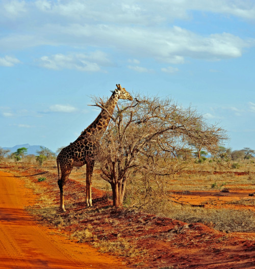 stopom-po-afrike-slavek-kral-audioblog-ck-victory-travel