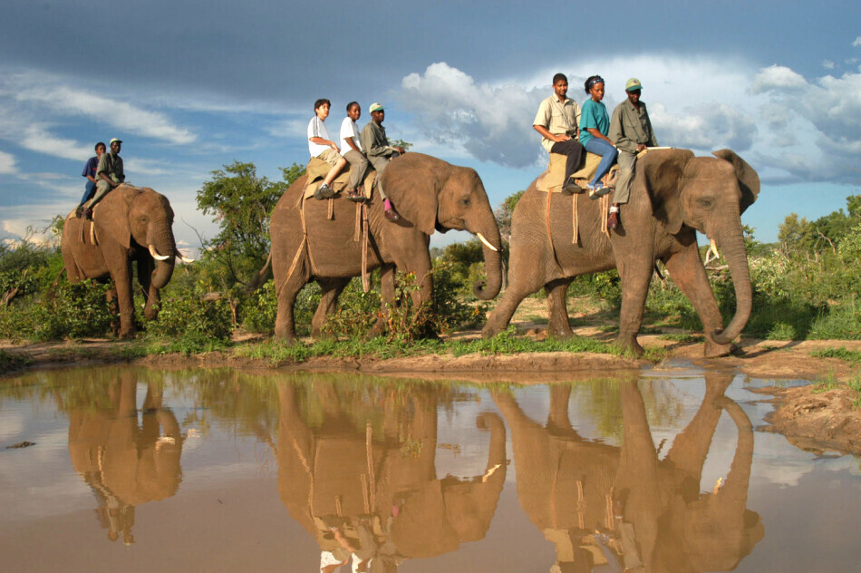 Slony na safari