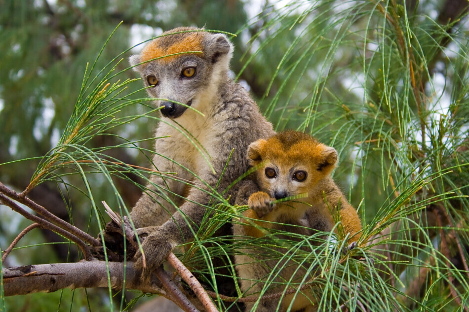 lemur coronatus