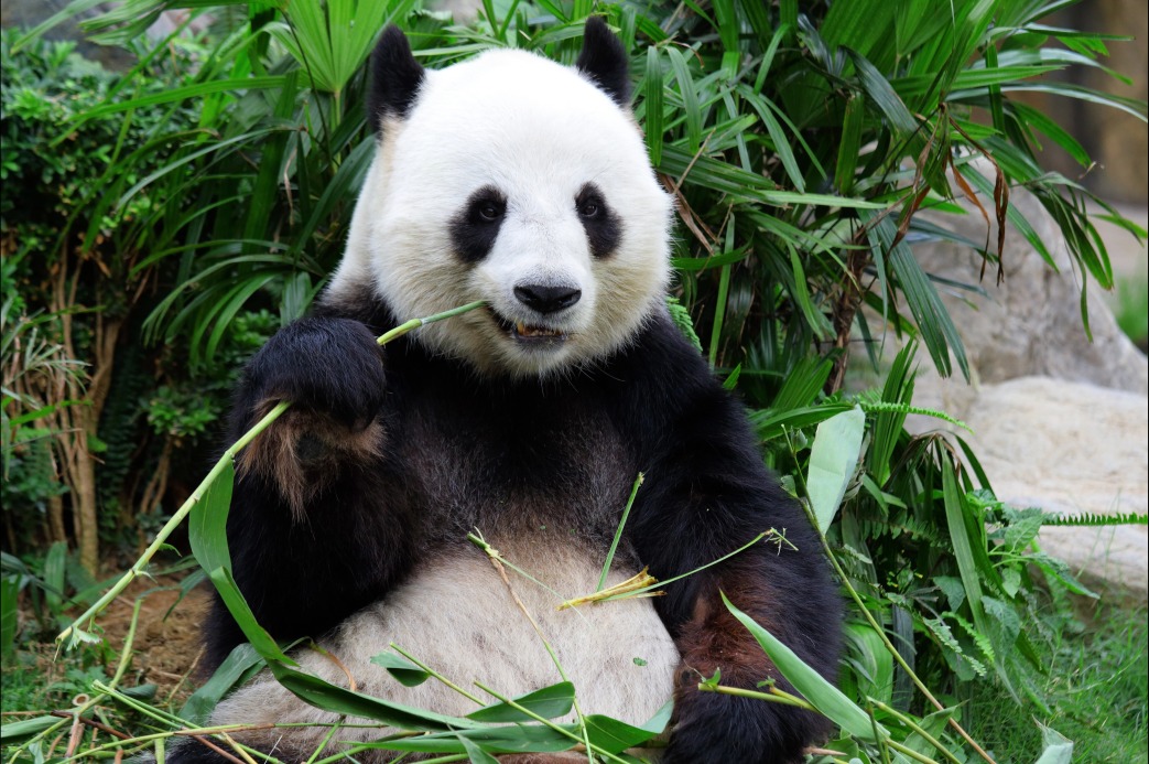 panda-velka-10-zaujimavosti-ktore-by-vam-nemali-uniknut-blog-ck-victory-travel