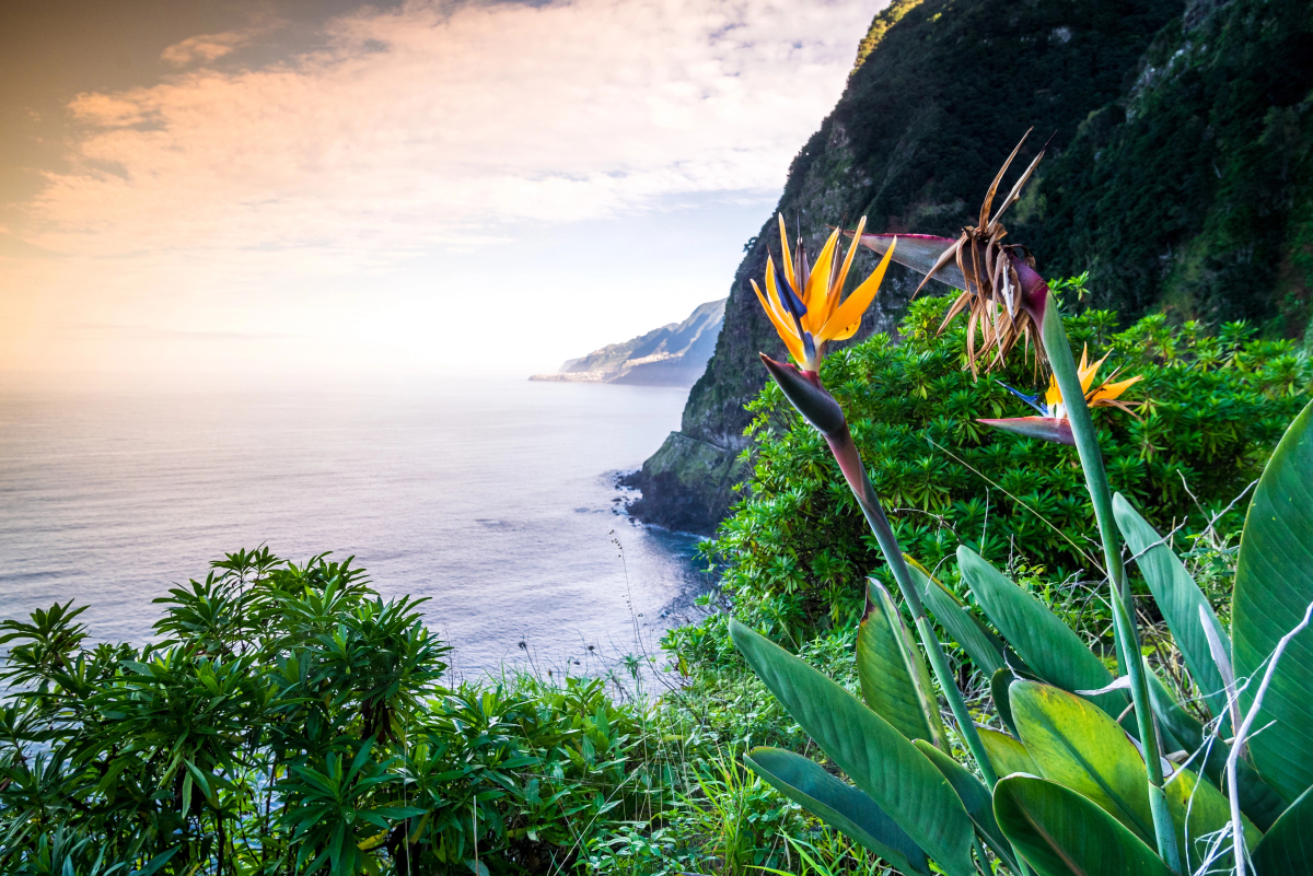 Rozvitnutá strelícia na výhľade Ponta do Poiso na ostrove Madeira