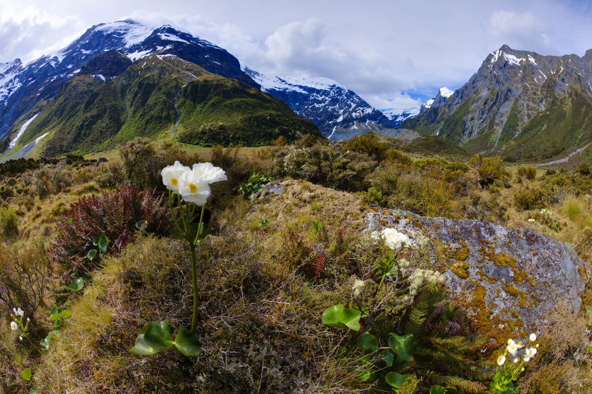 mount cook lily new zeland