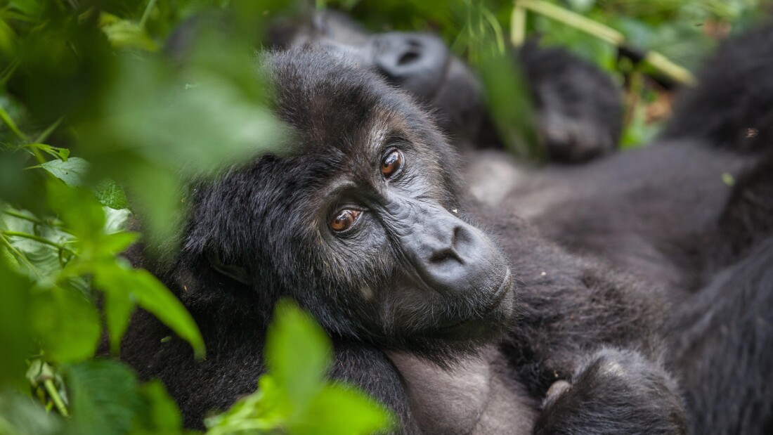 UGANDA A RWANDA -TVÁROU V TVÁR GORILÁM