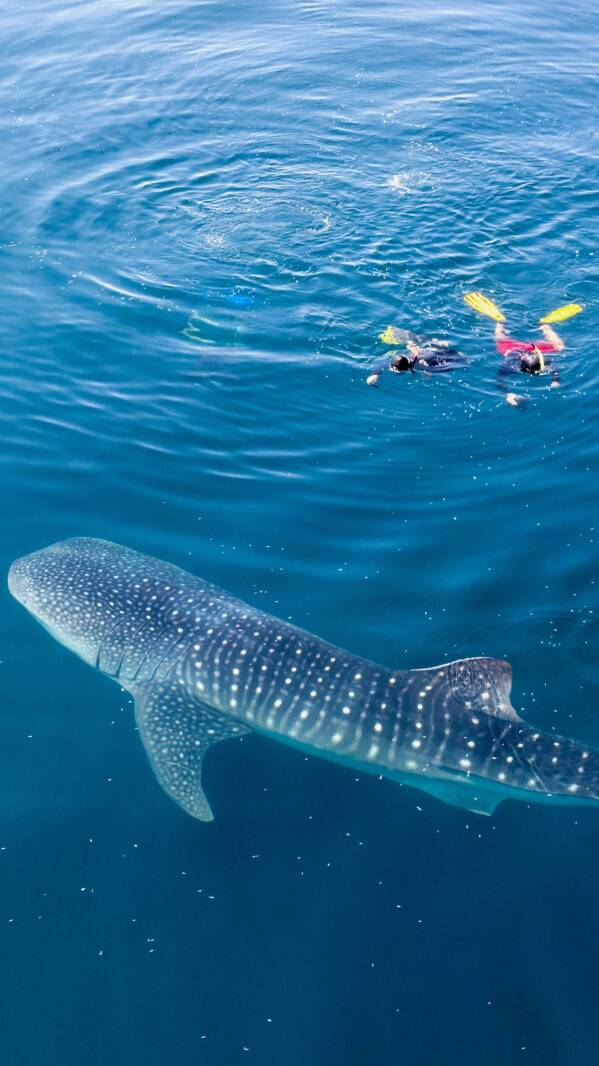victory-travel-maldivy